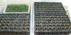 Plantation Tray