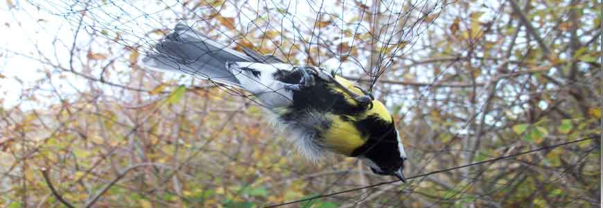 Anti-Bird Net